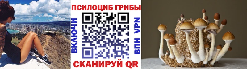 дарк нет наркотические препараты  как найти   Корсаков  Галлюциногенные грибы Magic Shrooms 